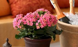 وعاء نباتات سييرا من ليستو